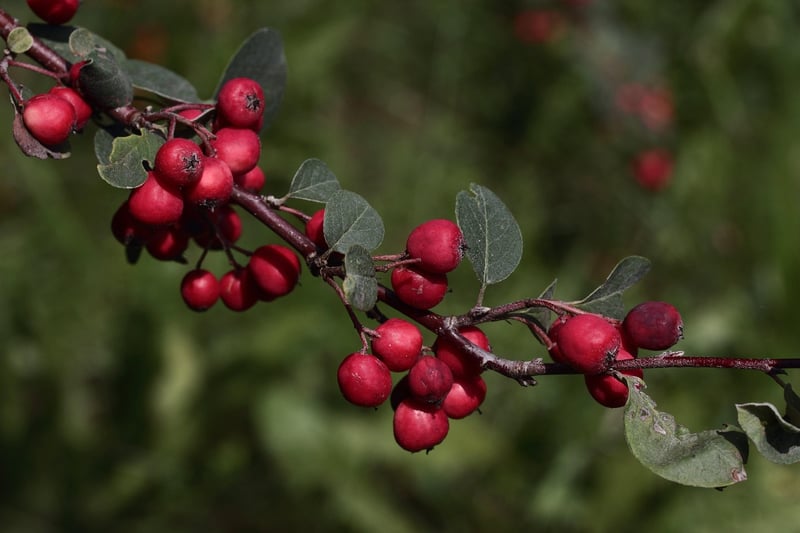 Mystical Embellishments